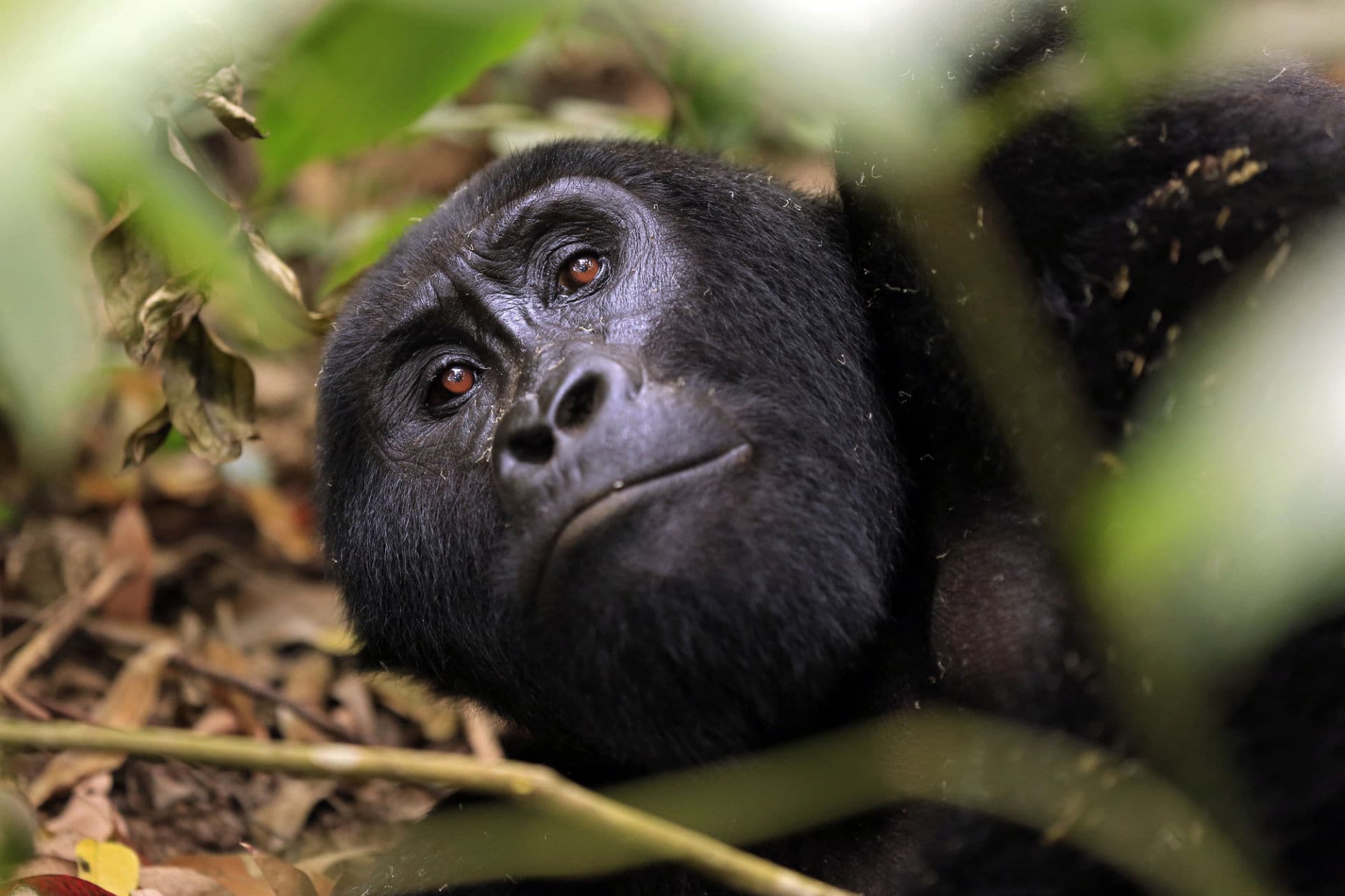 Uganda Primate & Gorilla Safari